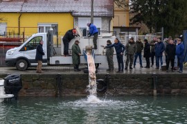 A magas minőség idén is biztosított a karácsonyi halkínálatban